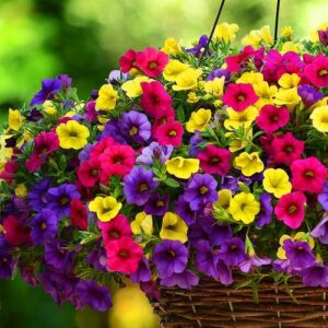 اطلسی ایرانی،معطر،الوان