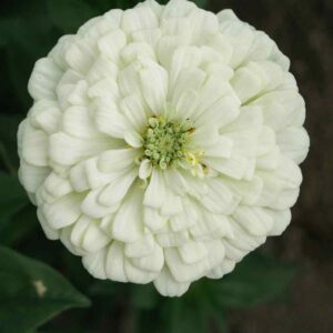 بذر گل آهار سفید